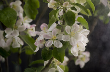 apple tree branch on a black background. Beautiful spring apple tree blossom. Spring flowers opening. Branch with blooming flowers