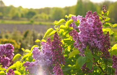 Lilac flowers branch. Floral background natural spring. Blossoming lilac flower bud. spring time...