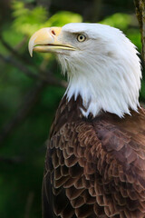 Bald eagle portrait with green background, Canada