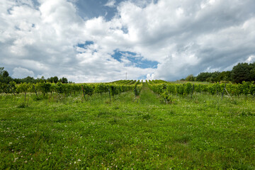 A hill with a vineyard. Blue sky with white clouds. Roztocze, Poland.
