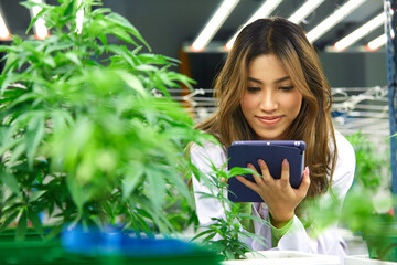scientist working on tablet and checking hemp or cannabis plants in the greenhouse