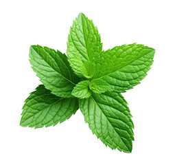 Mint on transparent background Remove png, Clipping Path