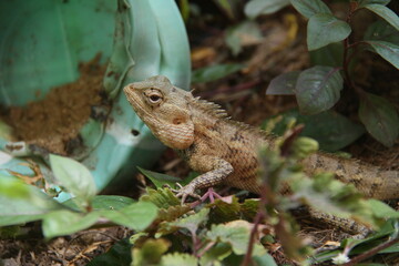 lizard in the forest