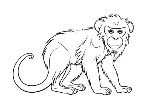 Monkey pencil drawing coloring book. Vector illustration