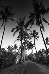 Palm Tree line Bali, Indonesia Road