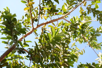Guava fruits on the branches of a tree in a sunny day