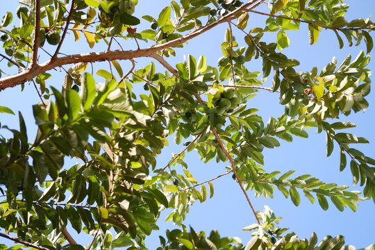 Guava fruits on the branches of a tree in a sunny day