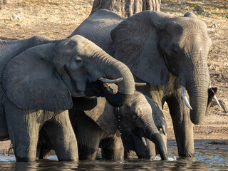 Elefanten unterschiedlicher Altersklassen trinken im Chobe Fluss