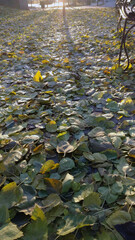 golden and green autumn leaves lie on the ground in the rays of the setting sun