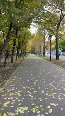 trees with golden and green leaves grow in an alley in  the park in the city