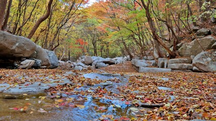 Obraz na płótnie Canvas Beautiful autumn leaves in Korea