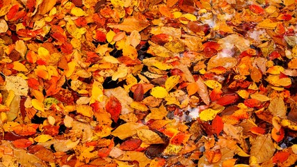 Beautiful autumn leaves in Korea