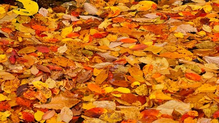 Beautiful autumn leaves in Korea