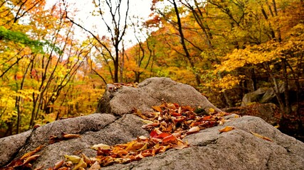 Beautiful autumn valley scenery in Korea
