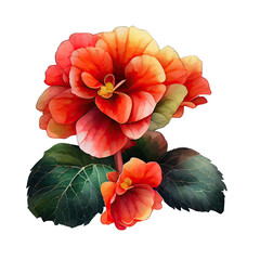 One colorful Begonia flower with green leaves, in the style of realistic watercolor paintings, light red and dark orange, feminine sticker art, detailed miniatures - Generative AI