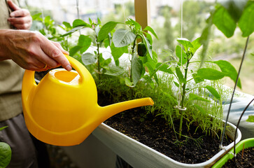 Old man gardening in home greenhouse. Men's hands hold watering can and watering the pepper plant