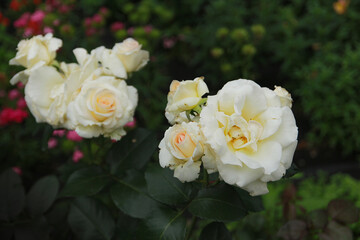 white roses in garden