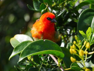 Red Fody on tree branch