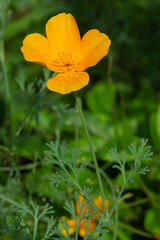 Fototapeta premium Close-up bud of Eschscholzia californica in a garden on a sunny day