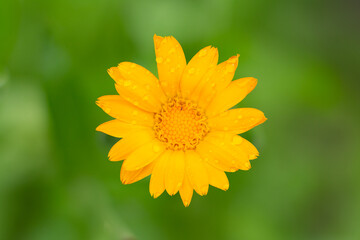 Summer background with marigold flower in sunlight.