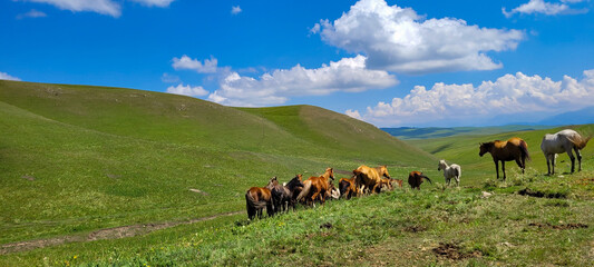 Fototapeta premium cows on a meadow