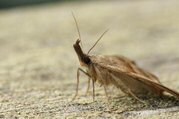 Closeup on the brown snout moth, Hypena proboscidalis sitting on wood
