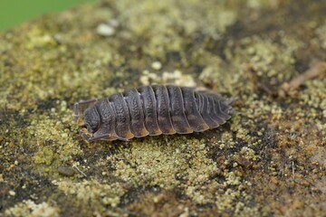 Closeup on a grey colored Ratzeburg's Woodlouse, Trachelipus ratzeburgii , sitting on wood