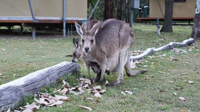 A mother Kangaroo feeds on grass near camping tents with a baby Joey in her pouch. Natural animal behaviour view.
