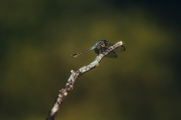 Dragonfly in natural habitat on blurred background. Dragonfly photo with dark mode concept