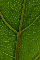 Micro close up of green leaf and copy space