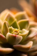 Micro close up of cactus plant with copy space