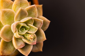 Micro close up of green cactus plant with copy space on black background