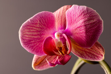 Micro close up of pink orchid flower with copy space on grey background