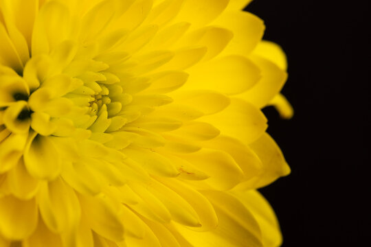 Micro close up of yellow flower with copy space on grey background