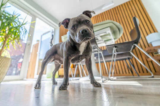 Adorable Close-up of Blue Staffy  DogEnglish Staffordshire Bull Terrier