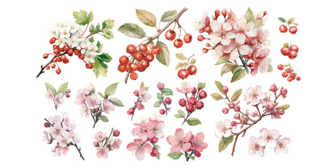 Watercolor blossom hawthorn clipart for graphic resources - obrazy, fototapety, plakaty