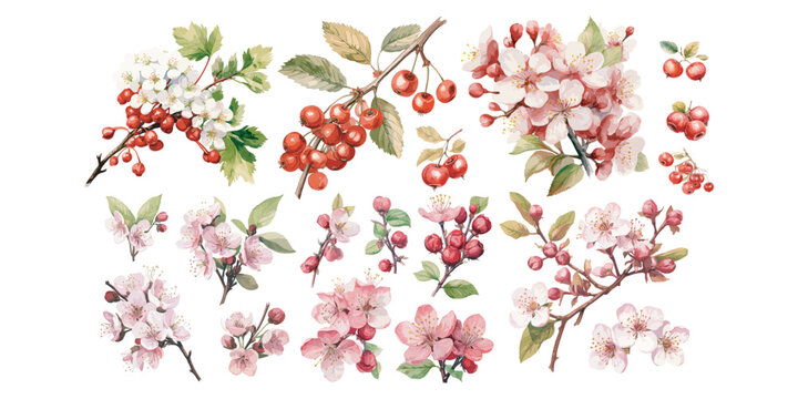 Watercolor blossom hawthorn clipart for graphic resources