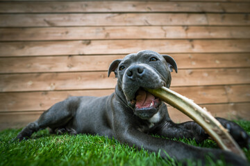 Adorable Close-up of Blue Staffy  DogEnglish Staffordshire Bull Terrier - 639141579