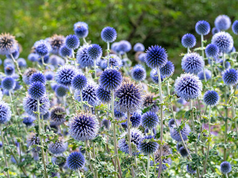 Globe-Thistle Images – Browse 4,228 Stock Photos, Vectors, and Video ...