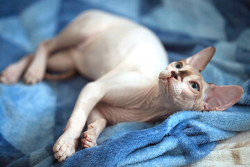 Portrait of cute sphinx cat