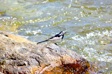 美甘宿場桜　ハクセキレイ