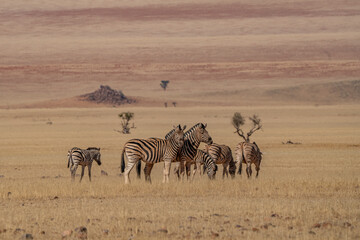 Obraz premium A herd of Steppe Zebras (Equus quagga) grazing in the Namibian desert.