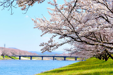 三刀屋川河川敷の桜