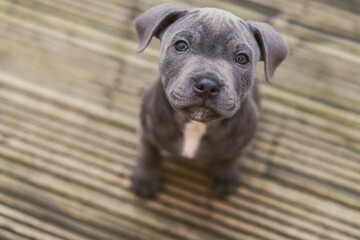 Adorable Close-up of Blue Staffy  DogEnglish Staffordshire Bull Terrier - 639143350