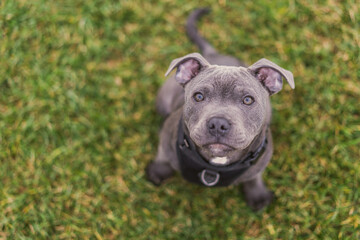 Adorable Close-up of Blue Staffy  DogEnglish Staffordshire Bull Terrier - 639143382