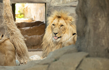 Obraz premium Lion laying on rock sitting up proud. 