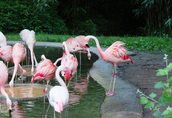 American flamingo or Caribbean flamingo. Big bird is relaxing enjoying the summertime.