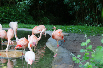 American flamingo or Caribbean flamingo. Big bird is relaxing enjoying the summertime.