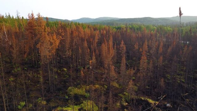 Drone flying through a thick forest of singed trees and blackened earth from wildfire