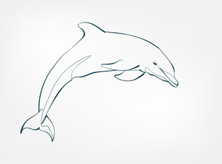 dolphin vector line art animal wild life single one line hand drawn illustration isolated